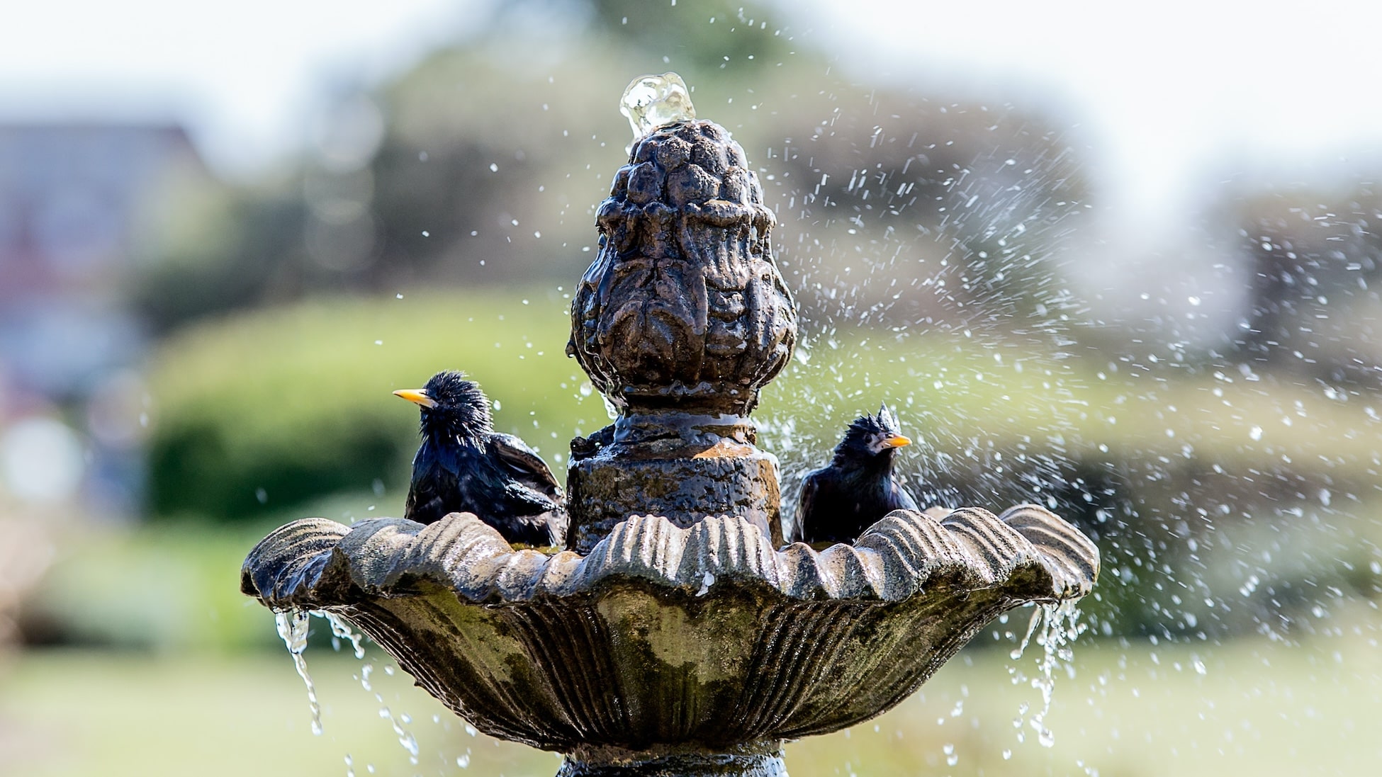 Garden Bird Baths