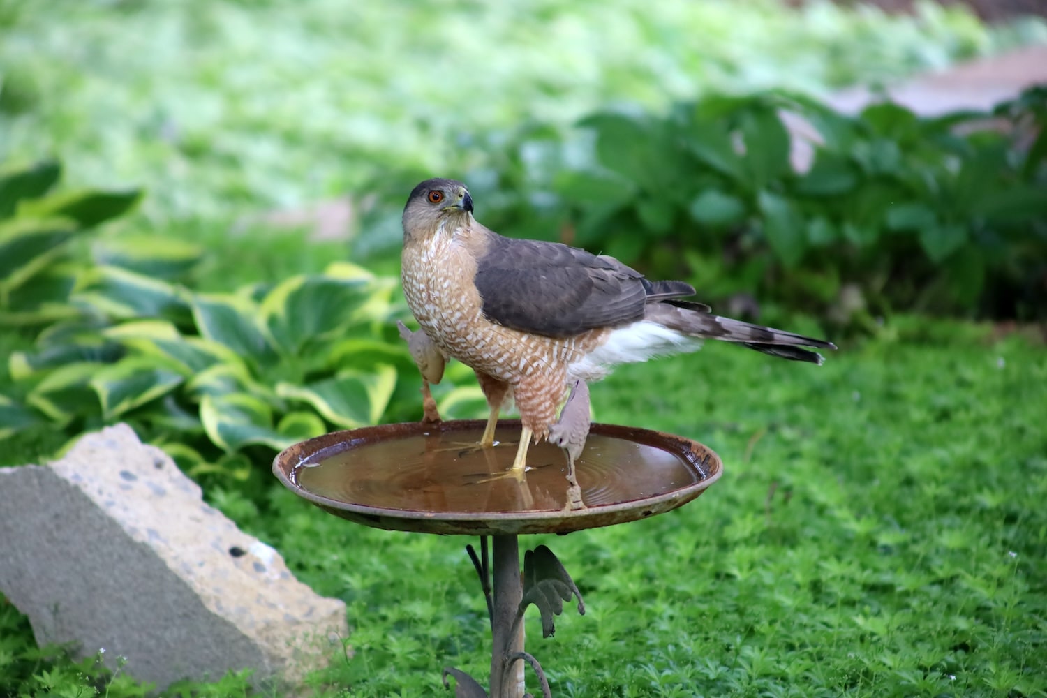 Bird Bath with large bird in