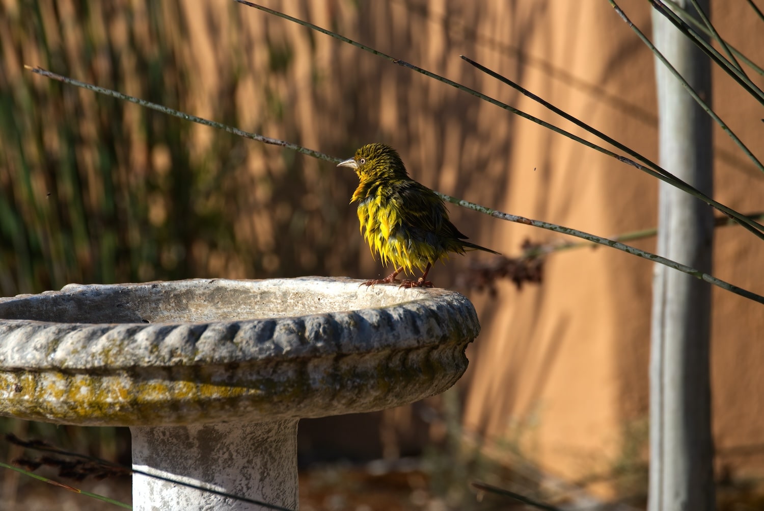 Colourful bird on a bird bath