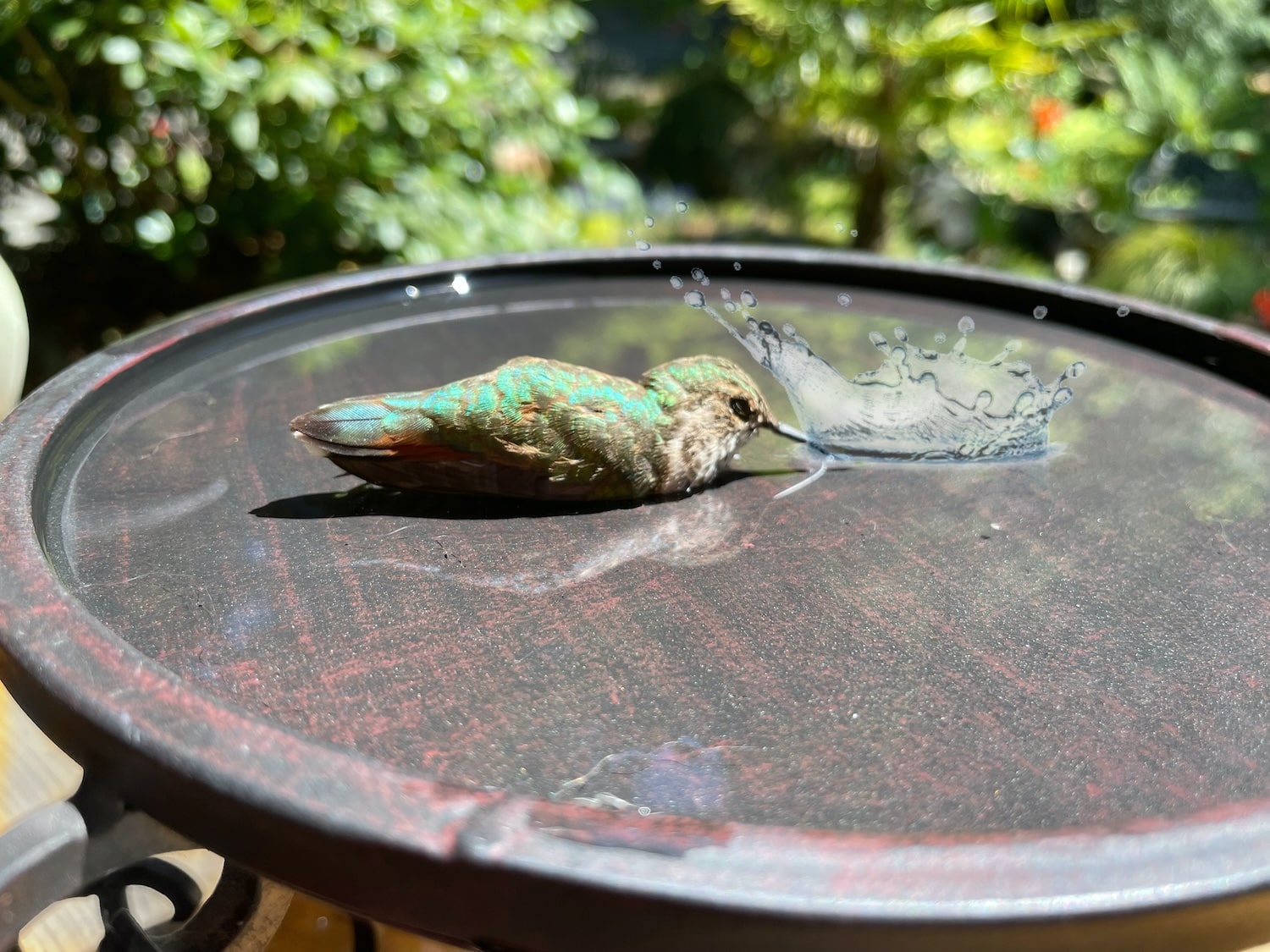 Garden Bird Baths