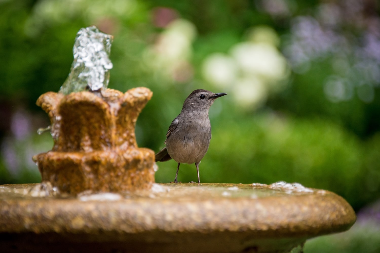 Bird Bath with a fountain