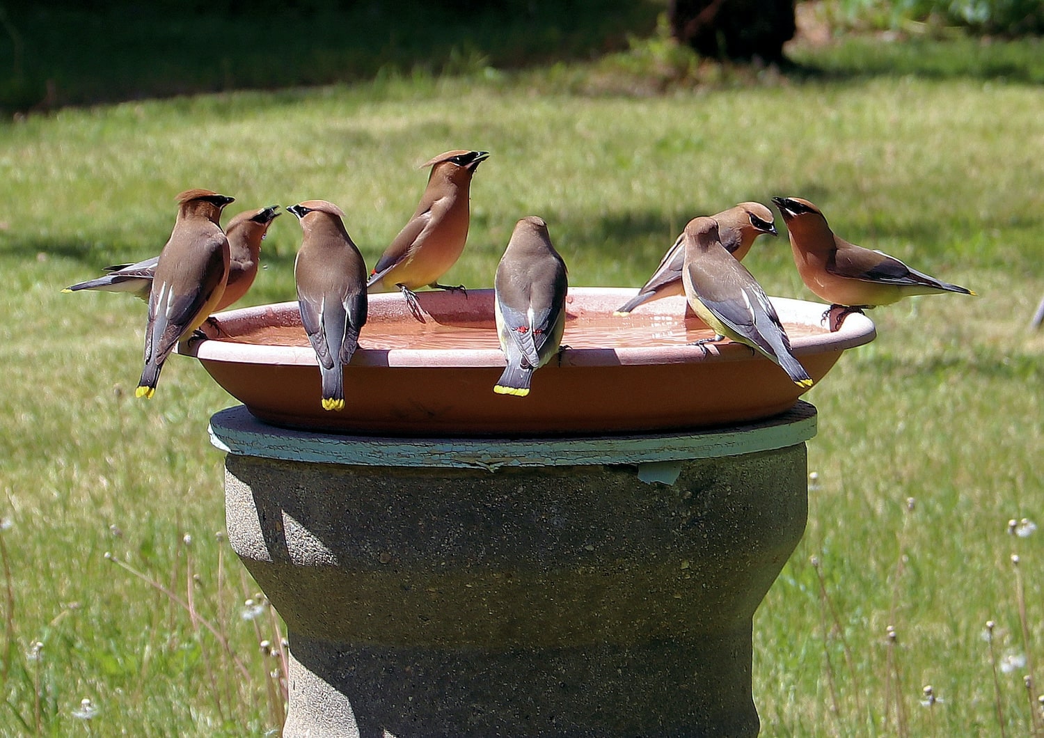 Group of birds on a bird bath